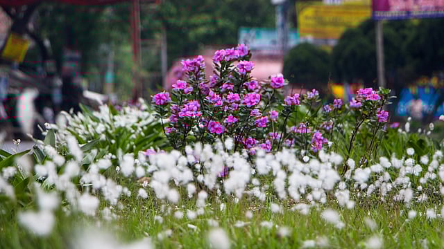 সড়ক বিভাজকের ওপর ফুটেছে ফুল। ছবিটি গতকাল বুধবার খুলনার রূপসা উপজেলার কুদির বটতলা থেকে তোলা। ছবি: সাদ্দাম হোসেন