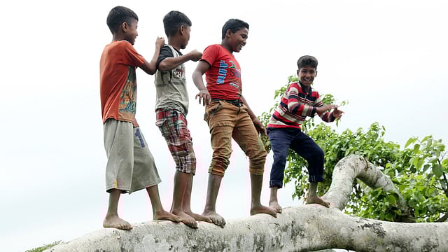 গাছ উঠে দুরন্তপনায় মেতেছে তিন শিশু। ছবিটি আজ বৃহস্পতিবার বগুড়ার শিবগঞ্জ উপজেলার নিশ্চিন্তপুর গ্রাম থেকে তোলা। ছবি: সোয়েল রানা