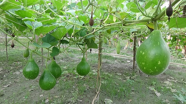 মাচায় ঝুলছে লাউ। ছবিটি আজ বৃহস্পতিবার কিশোরগঞ্জের করিমগঞ্জ থেকে তোলা। ছবি: তাফসিলুল আজিজ