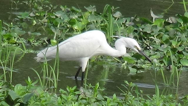 বিলের পানিতে খাবারের খোঁজে সাদা বক। ছবিটি আজ বৃহস্পতিবার সকালে কিশোরগঞ্জ শহরের কানিকাটা এলাকা থেকে তোলা। ছবি: তাফসিলুল আজিজ