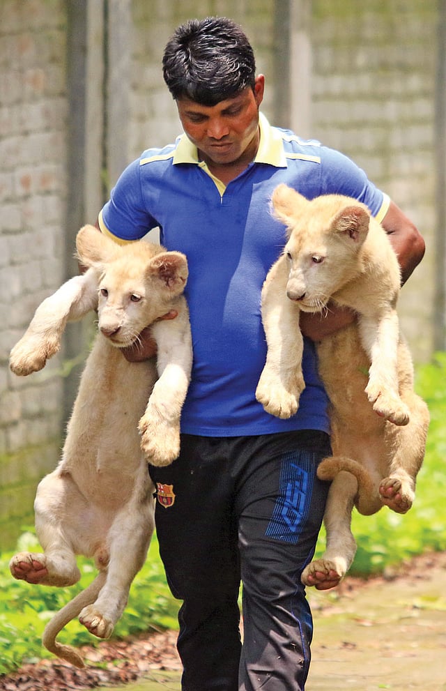 নূরুন নবীর কথায় চলে সাফারি পার্কের বাঘ-সিংহ। ছবি: আশরাফুল আলম