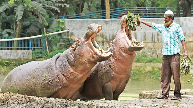 মিরপুর চিড়িয়াখানার জলহস্তীগুলো বেড়ে উঠেছে নূর আলমের আদর–যত্নে