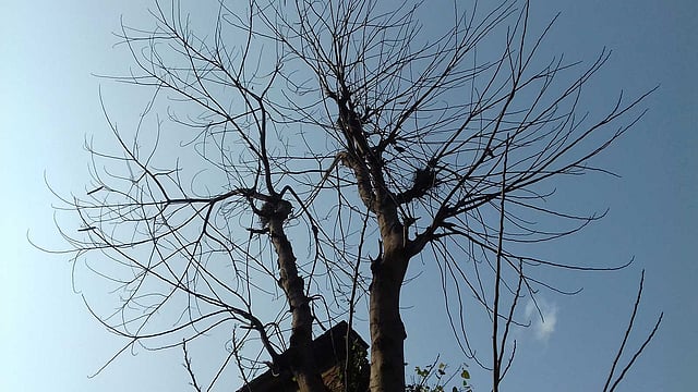 পাতাহীন গাছটা যেন বিউটি বোর্ডিংয়ের প্রতিচ্ছবি।