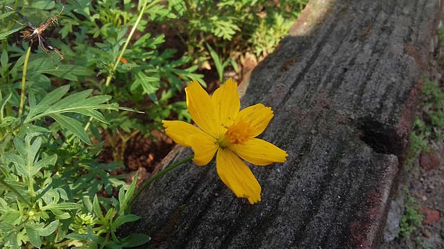 বিউটি বোর্ডিংয়ের বাগানে ফুটে থাকা ফুল।
