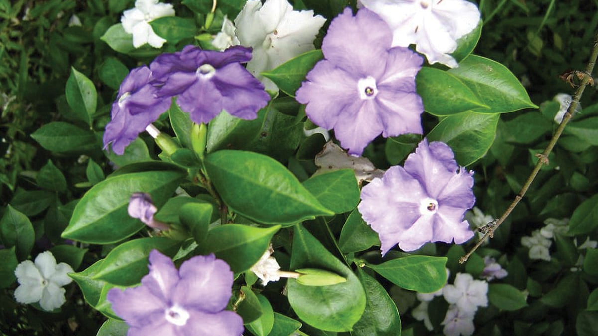 বসন্তে পার্কের সবচেয়ে নজরকাড়া ফুলের নাম ব্রুনফেলসিয়া