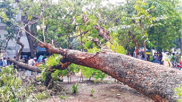 ঝড়ে উপড়ে পড়েছে ঢাকা বিশ্ববিদ্যালয়ের লাইব্রেরির সামনের বেশ পুরোনো নিমগাছটি l ছবি: প্রথম আলো