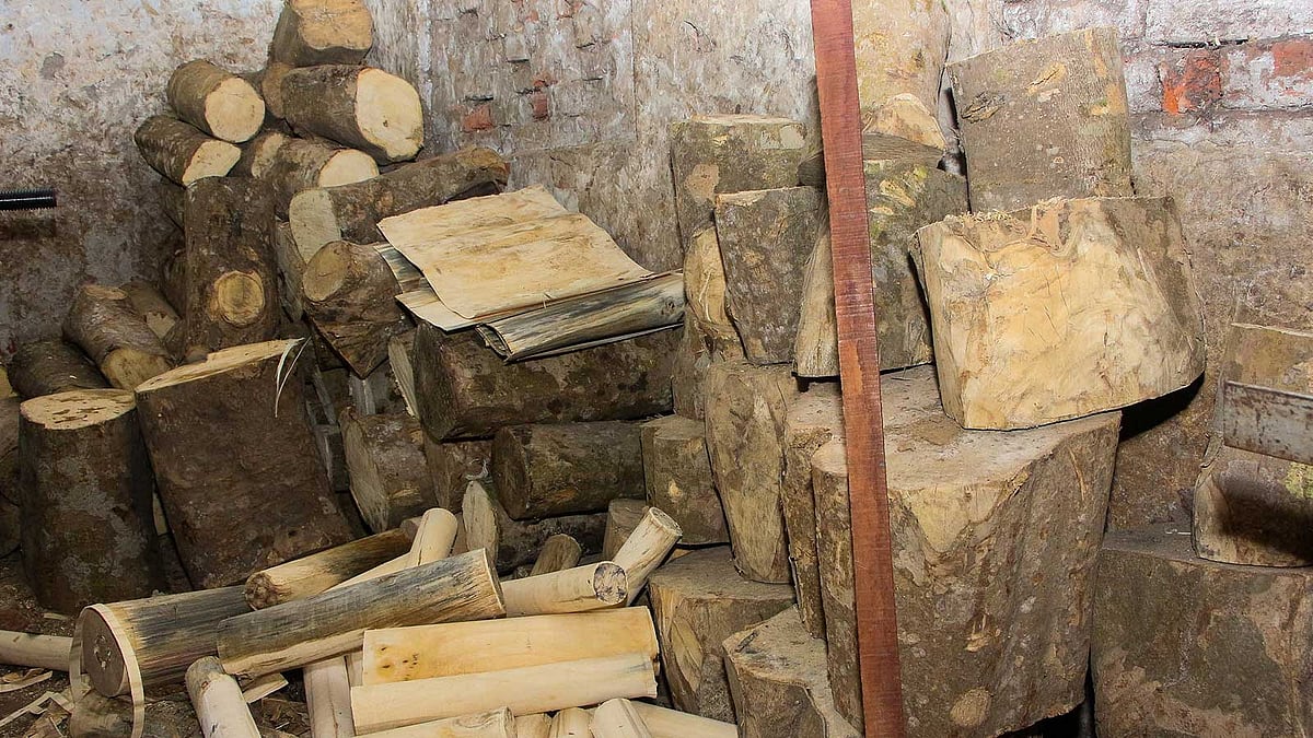 আইসক্রিমের কাঠি তৈরির জন্য প্রথমে এভাবে নির্দিষ্ট আঁকারে কাটা হয় পিটুলিগাছের কাঠ।