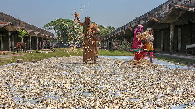 আর্দ্রতা বের করতে কাঠিগুলো শুকানো হয়।