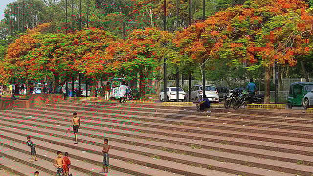 ফুলে ফুলে ভরা কৃষ্ণচূড়া। ছবি: সাবিনা ইয়াসমিন