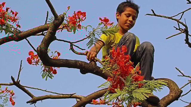 ফুল পাড়তে গাছে চড়েছে ছেলেটি। ছবি: সাবিনা ইয়াসমিন