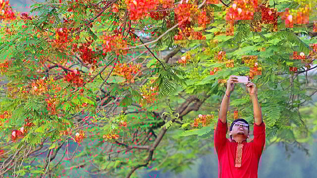লাল কৃষ্ণচূড়া ফুলের সৌন্দর্য মুঠোফোনে ধরে রাখছে এক কিশোর। ছবিটি রাজধানীর চন্দ্রিমা উদ্যানে লেকের ধার থেকে তোলা। ছবি: সাবিনা ইয়াসমিন