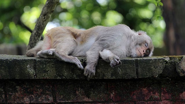 গরমে ক্লান্ত হয়ে এক বানর ছায়ায় একটু ঘুমিয়ে নিচ্ছে। ছবি: আনিস মাহমুদ
