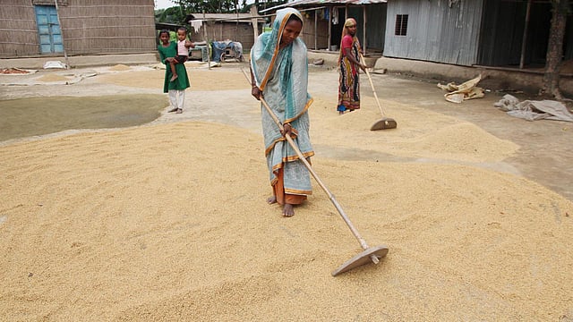 ধানমাড়াই শেষে বাড়ির উঠানে রোদে ধান শুকানো হচ্ছে। ছবিটি রোববার ফরিদপুরের বোয়ালমারী উপজেলা সদরের সুতাশী এলাকা থেকে তোলা। ছবি: আলীমুজ্জামান