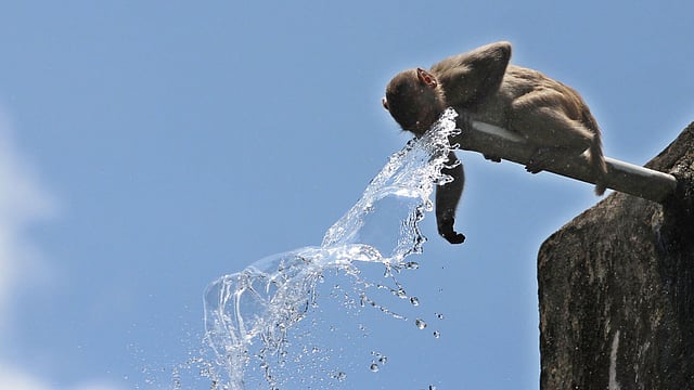 পানির ট্যাংকের পাইপ থেকে উপচে পড়া পানি পান করে তৃষ্ণা মেটাচ্ছে এক বানর। ছবি: আনিস মাহমুদ