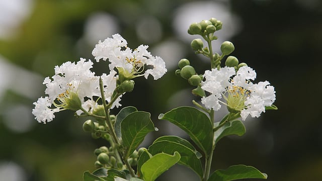 ফুরুস ফুলের আদি নিবাস চীন। বর্ষাকালের ফুল হলেও গ্রীষ্মকালেও গাছে নতুন পাতা ও ফুল দেখা যায়। ছবিটি রোববার রাজধানীর হাতিরঝিল এলাকা থেকে তোলা। ছবি: আবদুস সালাম