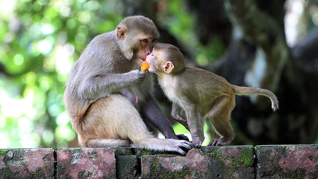 গ্রীষ্মের কাঠফাটা রোদে মানুষের পাশাপাশি প্রাণিকুলও অতিষ্ঠ। সিলেট নগরের বিভিন্ন এলাকার পাহাড়-টিলার বানরেরা অসহ্য গরমে দিশেহারা। এসব এলাকায় ঘুরতে আসা অনেকেই বানরের হাতে তুলে দিচ্ছেন আইসক্রিম। আইসক্রিম পেয়ে তা খাচ্ছে এক বানর ও তার শাবক। ছবিটি সম্প্রতি সিলেট শহরের শাহী ঈদগাহ এলাকা থেকে তোলা। ছবি: আনিস মাহমুদ