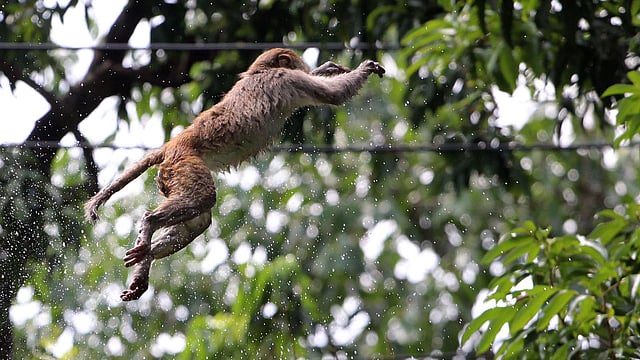 ট্যাংকের পানিতে গা ভিজিয়ে গাছে ফিরে যাচ্ছে এক বানর। ছবি: আনিস মাহমুদ