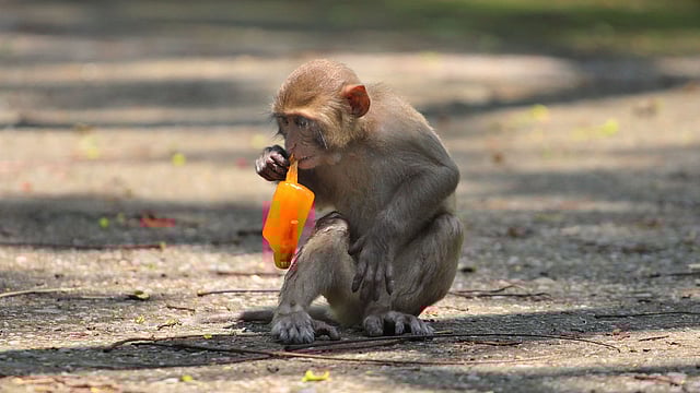 কায়দা করে আইসক্রিম খাচ্ছে এক বানর। ছবি: আনিস মাহমুদ