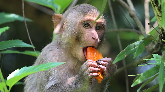 লুকিয়ে লুকিয়ে আইসক্রিম খাওয়া চলছে। ছবি: আনিস মাহমুদ