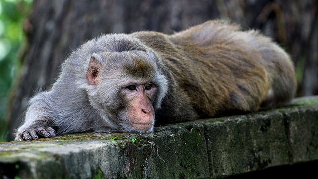 তীব্র গরমে অলসভাবে শুয়ে আছে এক বানর। ছবি: আনিস মাহমুদ