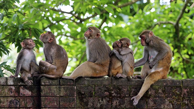 গরমে বানরকুলের হাঁসফাঁস দশা। ছবি: আনিস মাহমুদ