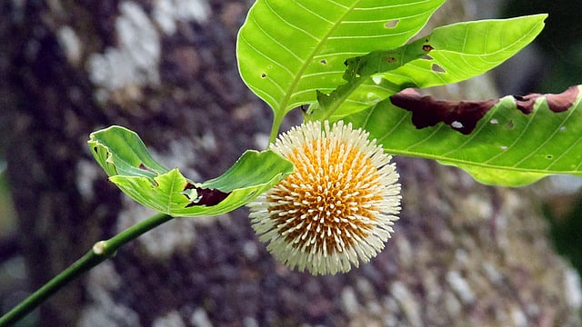 বর্ষার ফুল কদম। তবে বর্ষার আগে থেকেই এই ফুল ফুটতে শুরু করে। ছবিটি রোববার সকালে মানিকগঞ্জ সদর উপজেলার দিঘী গ্রাম থেকে তোলা। ছবি: আবদুল মোমিন