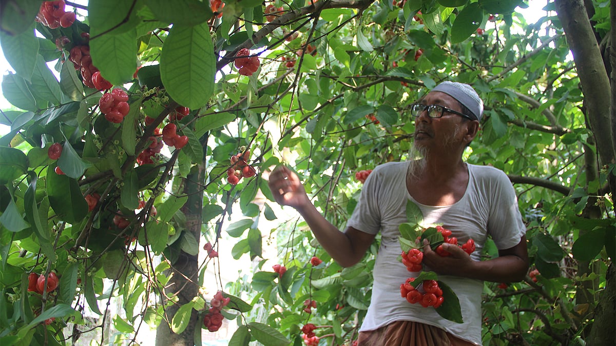 নিজের বাগানে জামরুল দাদু!