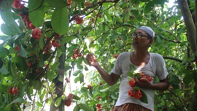 নিজের বাগানে জামরুল দাদু!