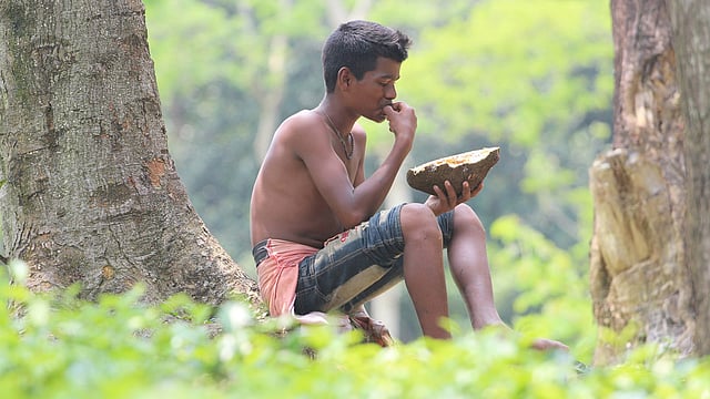 গাছের নিচে বসে চলছে গাছপাকা কাঁঠাল খাওয়া। ছবিটি বুধবার দুপুরে সিলেট শহরতলির লাক্কাতুরা চা-বাগান থেকে তোলা। ছবি: আনিস মাহমুদ