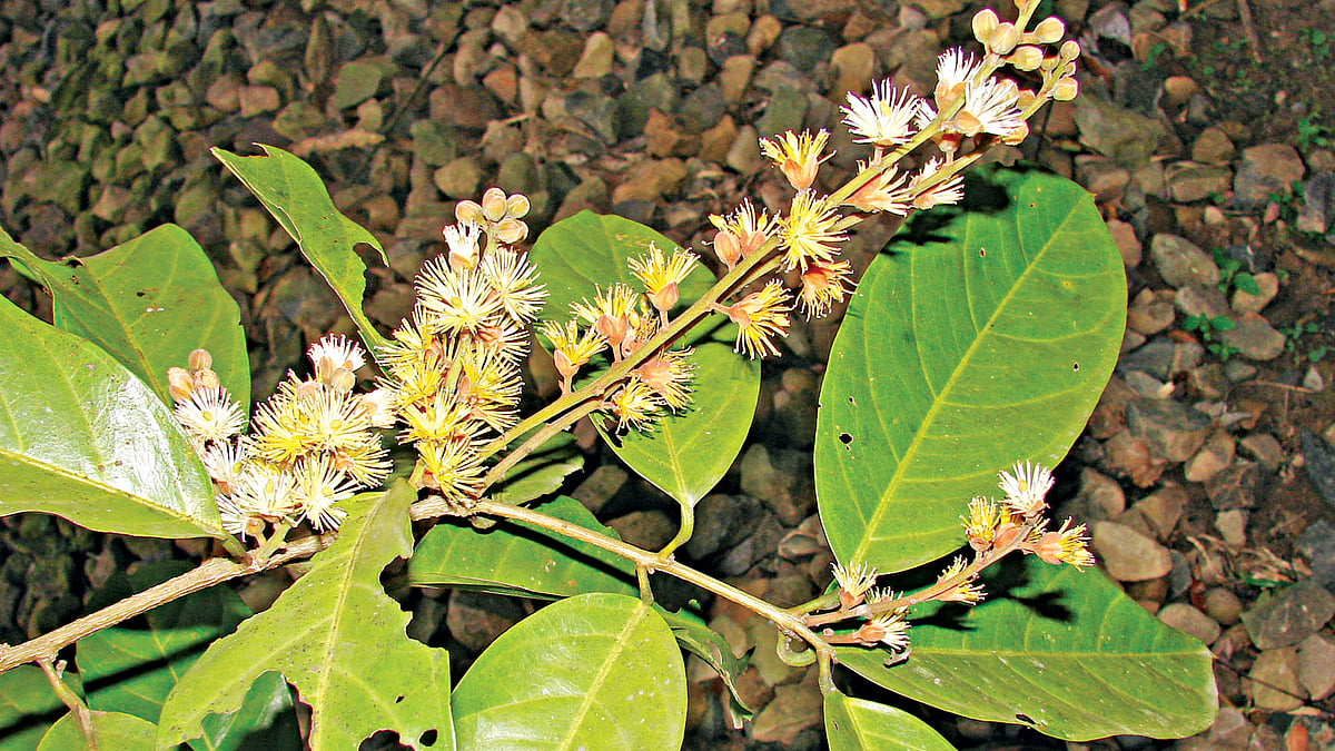 মধুমাধবী ফুল, লাউয়াছড়া বন থেকে তোলা ছবি l লেখক