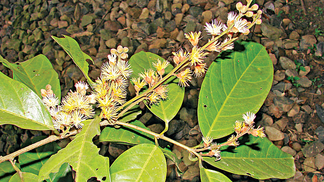 মধুমাধবী ফুল, লাউয়াছড়া বন থেকে তোলা ছবি l লেখক