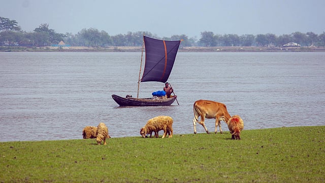 পাল তোলা নৌকা আজকাল দেখাই যায় না। ইঞ্জিনচালিত নৌকার দৌরাত্ম্যে প্রায় হারিয়েই গেছে পাল তোলা নৌকা। গতকাল মঙ্গলবার খুলনার বটিয়াঘাটা উপজেলার ফুলতলা এলাকায় দেখা মিলল একটি পালতোলা নৌকার। ছবি: সাদ্দাম হোসেন