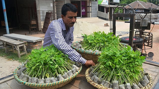 গাছ লাগানোর উপযুক্ত সময় জুন-জুলাই মাস। এ সময় চাহিদা বেড়ে যায় বিভিন্ন গাছের চারার। বিক্রির জন্য পেঁপের চারা নিয়ে এসেছেন এই বিক্রেতা। প্রতি ১০০ চারা বিক্রি করছেন ৪০০ থেকে ৬০০ টাকায়। ছবিটি আজ বুধবার পাবনার আটঘরিয়া উপজেলার দেবোত্তর বাজার থেকে তোলা। ছবি: হাসান মাহমুদ