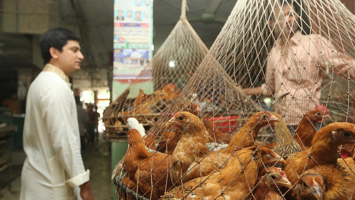 সোনালি মুরগির দাম ৫২% বেড়েছে, বিক্রি ৪২০-৪৩০ টাকা দরে