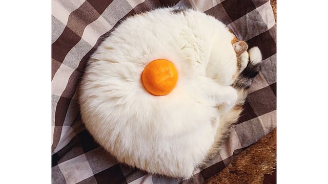 বিড়ালের ডিম পোজ!