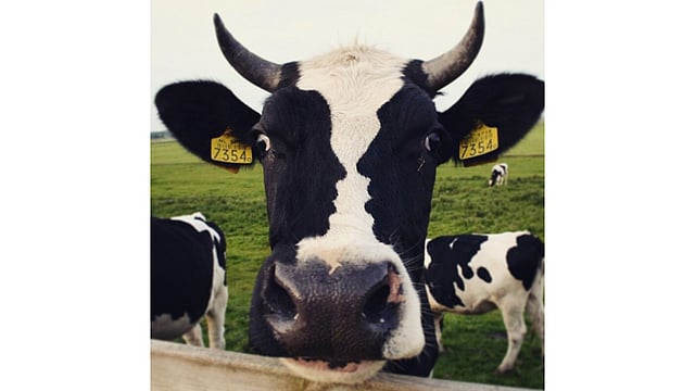 মানুষের মাথায় গোবর থাকলে গরুর মাথায় মানুষ থাকবে না কেন?