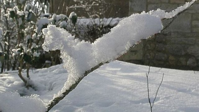 ভেজাবিড়াল আছে, এবার দেখুন বরফ-বিড়াল।