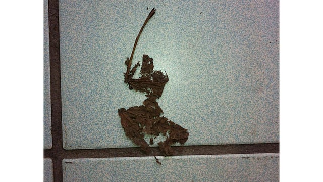 শুকনো হলে কী হবে, এই পাতাটার শক্তি আছে!