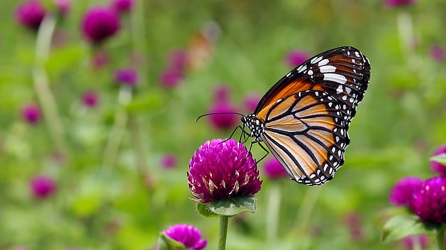 এই প্রজাপতির গায়ে বাঘের মতো দাগ থাকে বলেই হয়তো এর অন্য নাম কমন টাইগার। ছবি: জামিউল ইসলাম