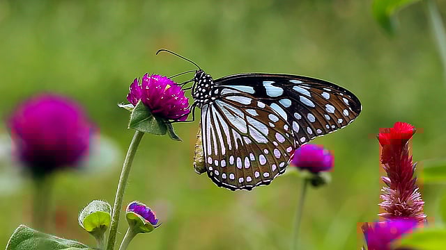 হিমলকুচি প্রজাপতি নীল ডোরা বা নীল বাঘ হিসেবেও পরিচিত। ছবি: জামিউল ইসলাম