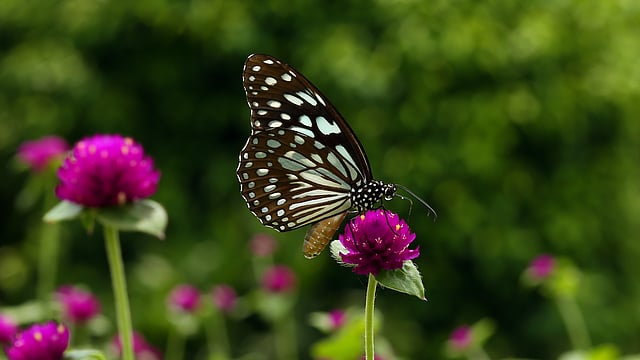 হিমলকুচি প্রধানত ভারতে পাওয়া যায়। এরা ‘নিমফ্যালিডি’ পরিবারের সদস্য এবং ‘ডানায়িনি’ উপগোত্রের অন্তর্ভুক্ত। ছবি: জামিউল ইসলাম