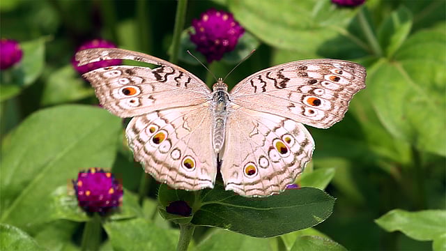 পুরুষ হোয়াইট পিকক প্রজাপতি প্রায় ১৫ মিটার জায়গাজুড়ে নিজের আধিপত্য বজায় রাখে। ছবি: জামিউল ইসলাম