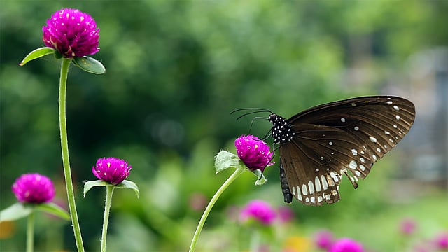 প্রজাপতির নাম ইপ্লেওয়া কোর। দক্ষিণ এশিয়া ও অস্ট্রেলিয়ায় এই প্রজাপতি বেশি দেখা যায়। ছবি: জামিউল ইসলাম