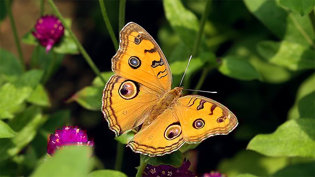 পিকক পানজি প্রজাপতি গ্রীষ্মকালে উজ্জ্বল বর্ণ এবং বর্ষাকালে ধূসর বর্ণ ধারণ করে। ছবি: জামিউল ইসলাম