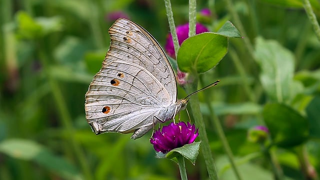 শ্বেত ময়ূর বা হোয়াইট পিকক প্রজাপতি এটি। দক্ষিণ এশিয়া ছাড়াও যুক্তরাষ্ট্র ও মধ্য আমেরিকায় এর দেখা মেলে। ছবি: জামিউল ইসলাম
