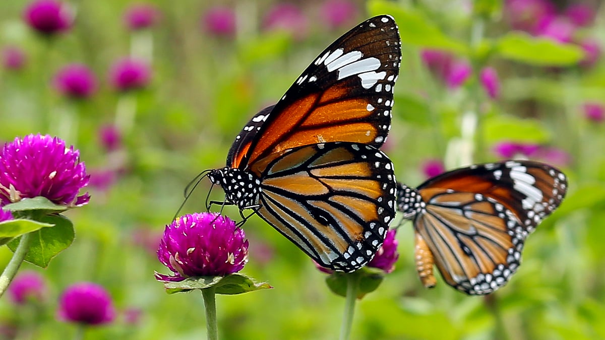 ফুলের মধু খাচ্ছে দুটি কমন টাইগার প্রজাপতি। ছবিগুলো রাজধানীর রমনা পার্ক থেকে তোলা। ছবি: জামিউল ইসলাম