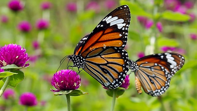 ফুলের মধু খাচ্ছে দুটি কমন টাইগার প্রজাপতি। ছবিগুলো রাজধানীর রমনা পার্ক থেকে তোলা। ছবি: জামিউল ইসলাম