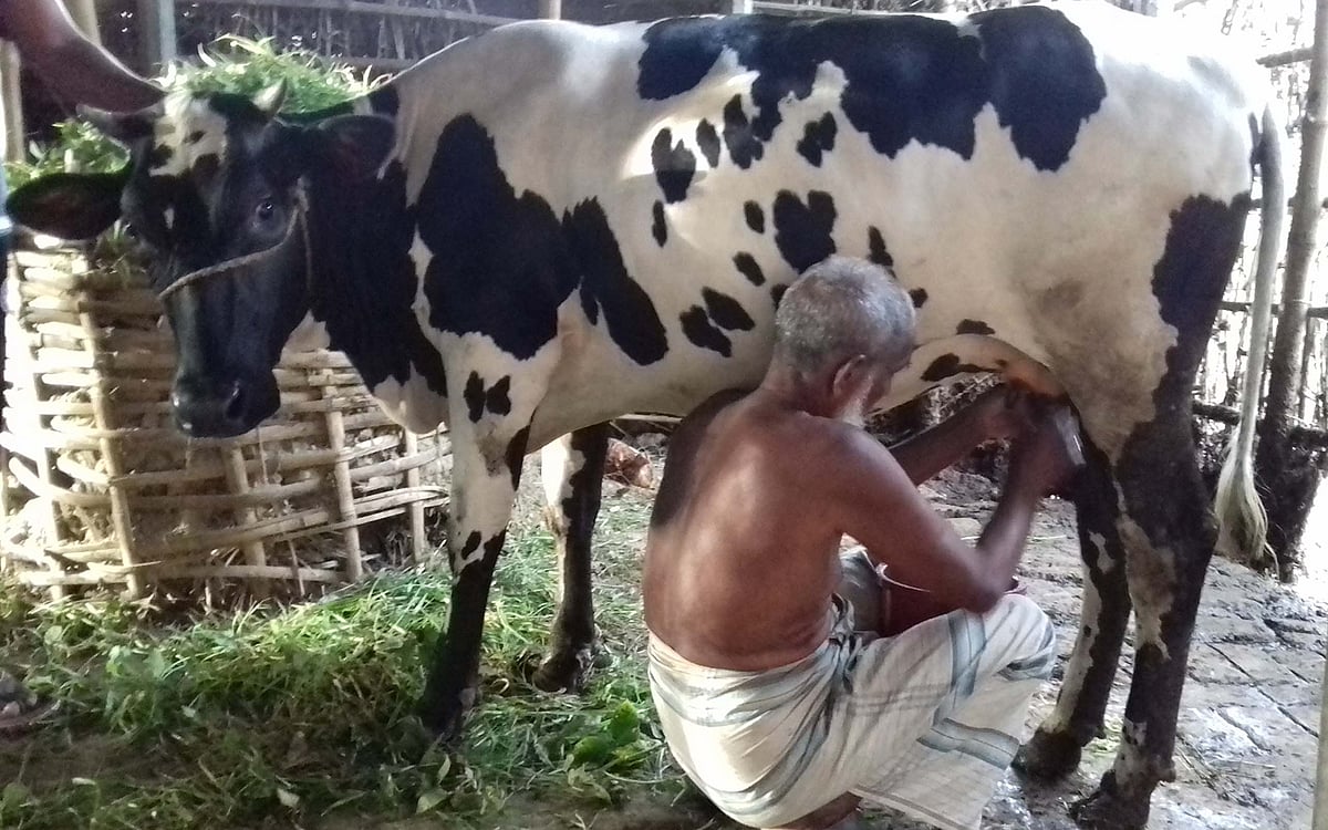 নাটোরের বাগাতিপাড়া উপজেলার ফাঁগুয়াড়দিয়াড় গ্রামের আবুল খায়েরের বকনা গরু দুধ দিচ্ছে। ছবি: প্রথম আলো