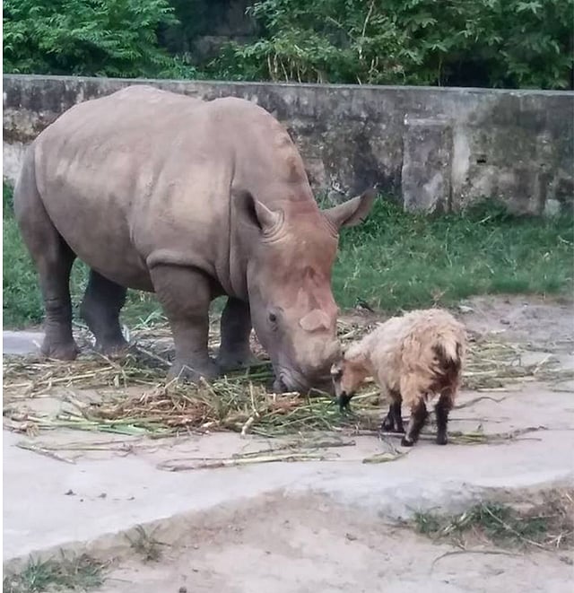 বান্ধবী ভেড়ার সঙ্গে গন্ডার কাঞ্চি। ছবিটি গতকাল বুধবার জাতীয় চিড়িয়াখানা থেকে তোলা। ছবি: শাকিলা হক
