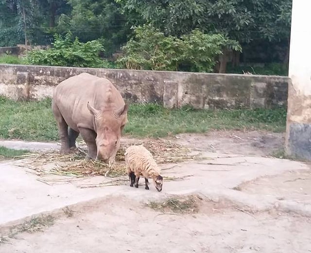 বান্ধবী ভেড়ার সঙ্গে গন্ডার কাঞ্চি। ছবিটি গতকাল বুধবার জাতীয় চিড়িয়াখানা থেকে তোলা। ছবি: শাকিলা হক